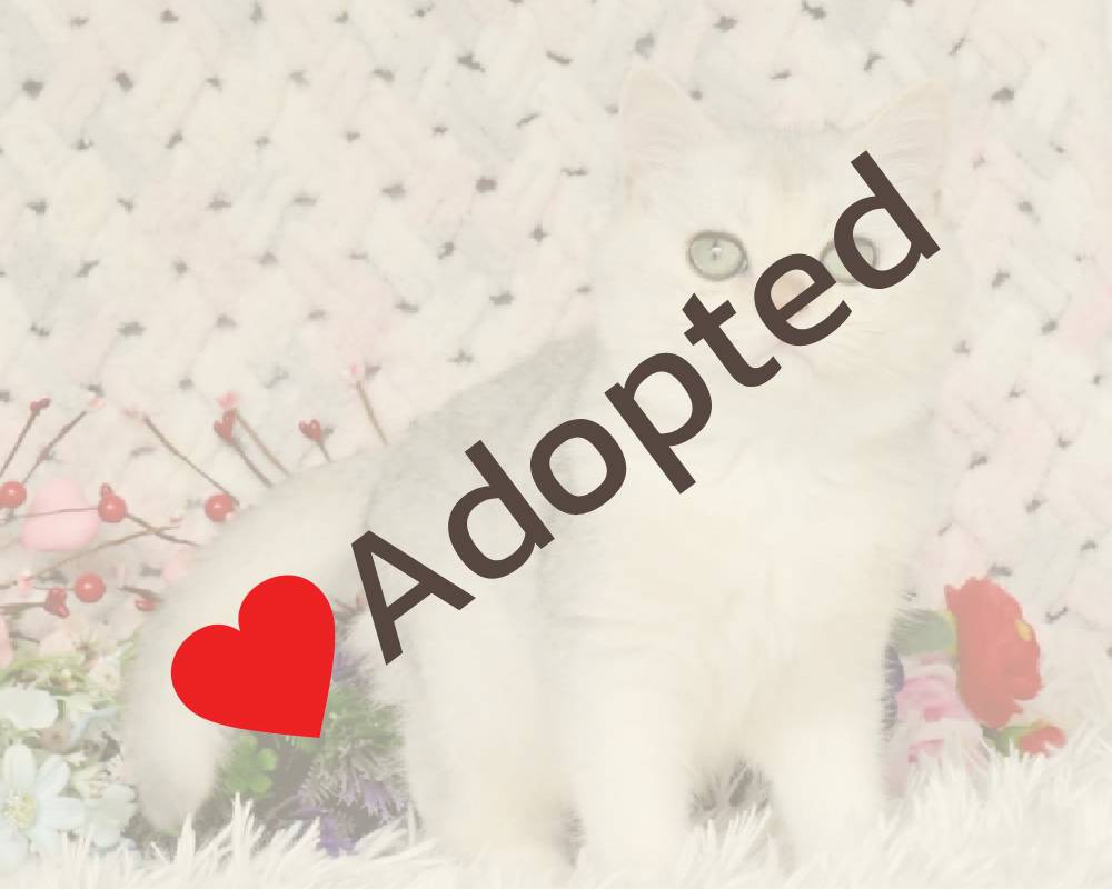 Sam’s Surprising Transformation: The Untold Story That Every Pet Lover Needs to Know