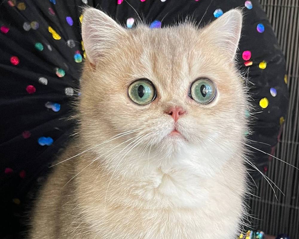 Sasha’s Secret Transformation: The Unexpected Twist Every Pet Lover Needs to Know!