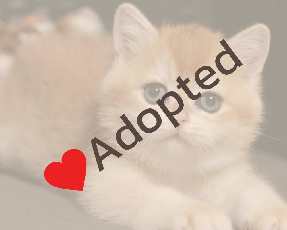 Shanti: The Surprising Secret Behind This Calm Pet’s Unshakable Serenity Revealed!