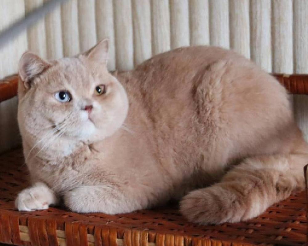 Sharon: The Unexpected Story Behind a Fitness Icon’s Secret to Unstoppable Energy and Joy