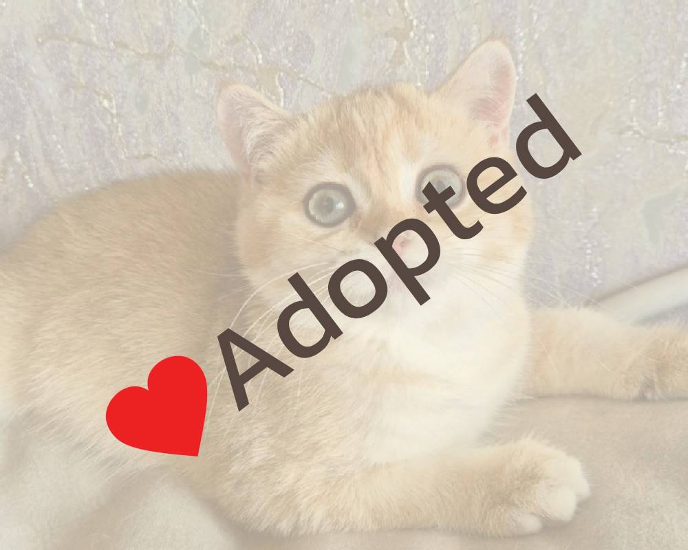 Sima: The Surprising Secret Behind This Fitness Phenomenon That Pet Lovers Can’t Stop Talking About