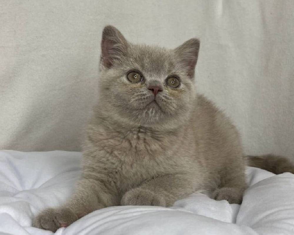 Stiv: The Unexpected Secret Behind a Fitness Icon’s Surprising Pet Obsession Revealed!