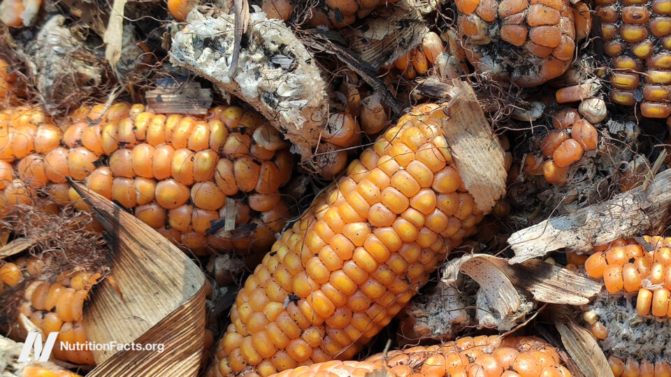 The Hidden Threat Lurking in Your Food: Why Aflatoxin Might Be More Dangerous Than You Think