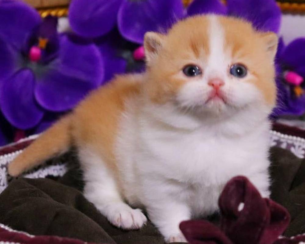 The Surprising Power of Ginger: Why This Ancient Root Is Your Pet’s New Secret Weapon for Health and Vitality