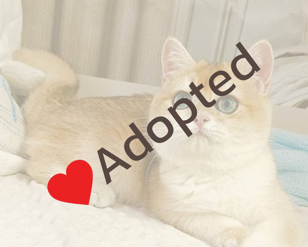 The Surprising Secret Behind Fudge That Could Change Your Sweet Tooth Forever—And What It Means for Your Pets!