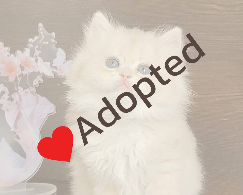 Tina’s Secret to a Happier, Healthier Pet: What Every Owner Needs to Know Now