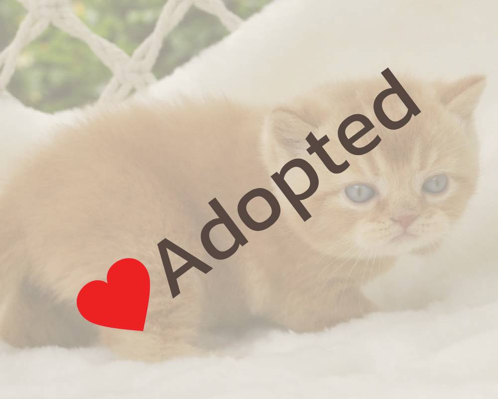 Ulian: The Unexpected Secret Behind Boosting Your Dog’s Fitness That Experts Don’t Want You to Know