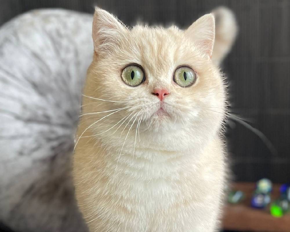 Ulyasha: The Unexpected Secret Behind Her Unstoppable Energy and Pet Bond That Everyone’s Buzzing About