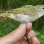 Unbelievable Discovery in Japan: This New Bird Species Could Change Everything We Thought About Nature!