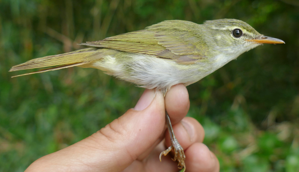 Unbelievable Discovery in Japan: This New Bird Species Could Change Everything We Thought About Nature!