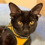 Unlock the Heartwarming Mystery Behind Dobby the Four-Eared Cat’s Viral Fame – You Won’t Believe What Makes Him So Special!