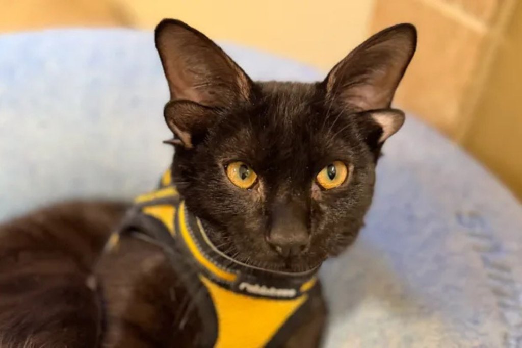 Unlock the Heartwarming Mystery Behind Dobby the Four-Eared Cat’s Viral Fame – You Won’t Believe What Makes Him So Special!