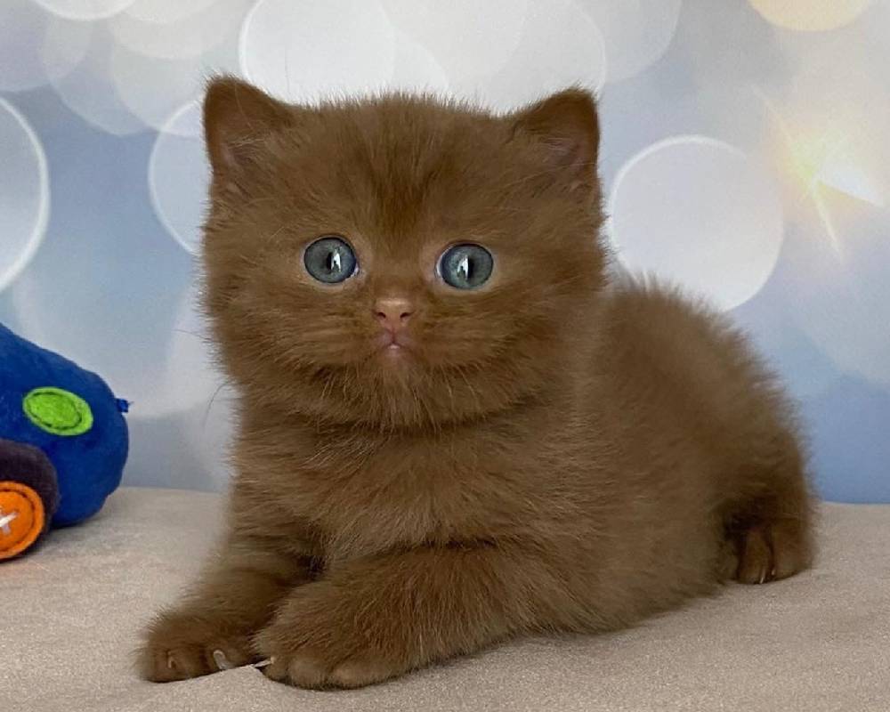 Unlock the Hidden Power of Neo: Why Every Pet Owner Needs to Know This Game-Changer Now