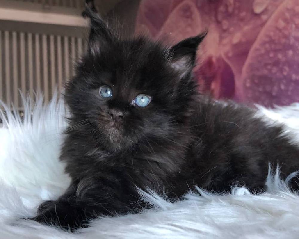 Unlock the Hidden Power of Vesper: The Secret Weapon for Your Pet’s Ultimate Health and Vitality