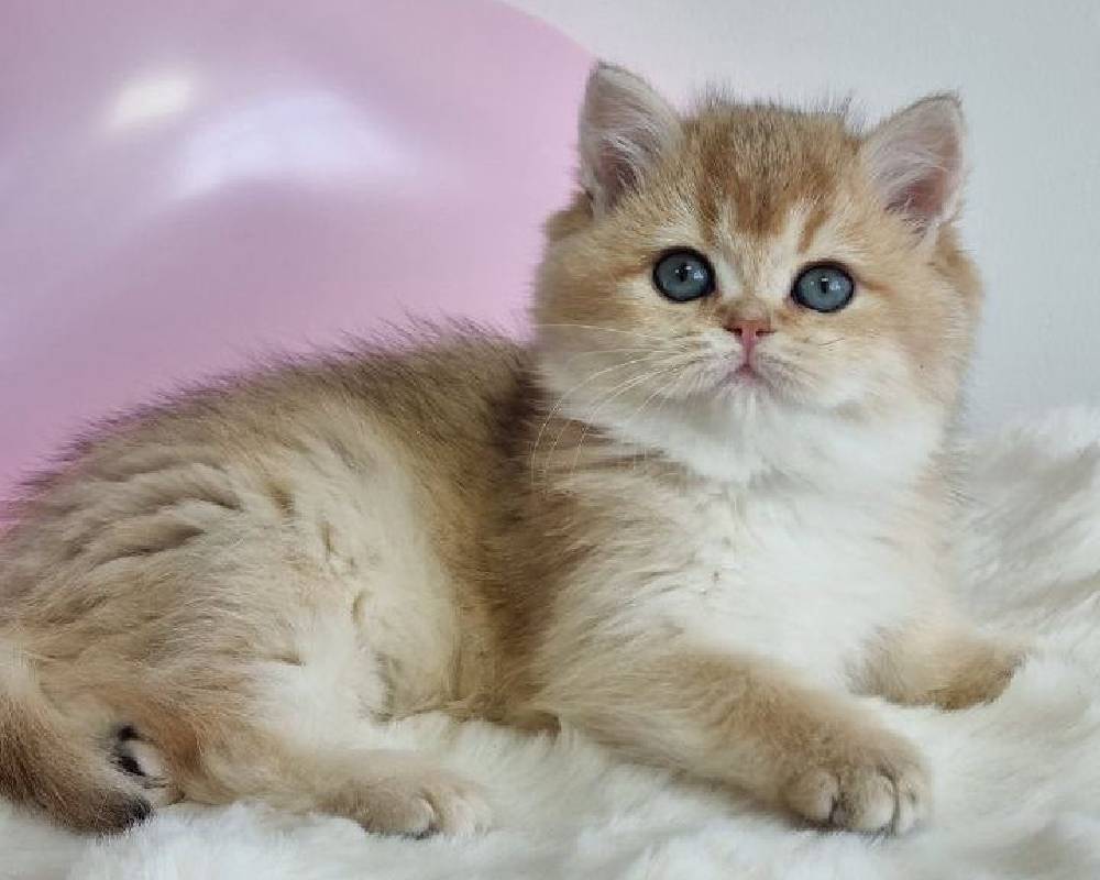 Unlock the Hidden Workout Secrets of Nola That Even Top Trainers Don’t Want You to Know!