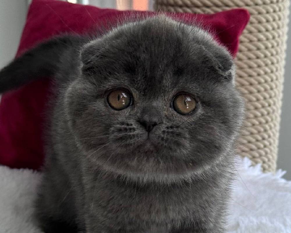 Unlock the Secret Power of Pepper: How This Everyday Spice Can Transform Your Pet's Health and Your Fitness Routine!