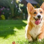 Unlock the Secret to a Thriving Garden That’s 100% Safe—and Irresistible—for Your Dog!