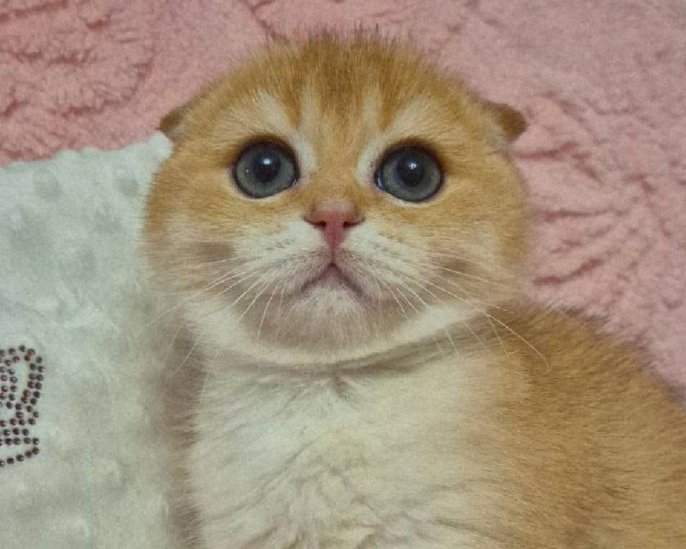 Unlock the Surprising Connection Behind the Power of a Simple "Like" – What Every Pet Lover Needs to Know!