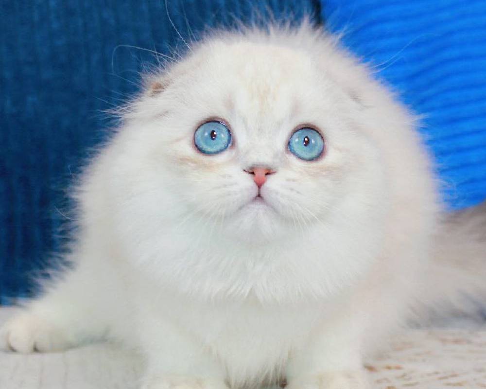 Unlock the Surprising Power of the Hammer: How This Simple Tool Transforms Your Workout and Your Pet’s Playtime Alike