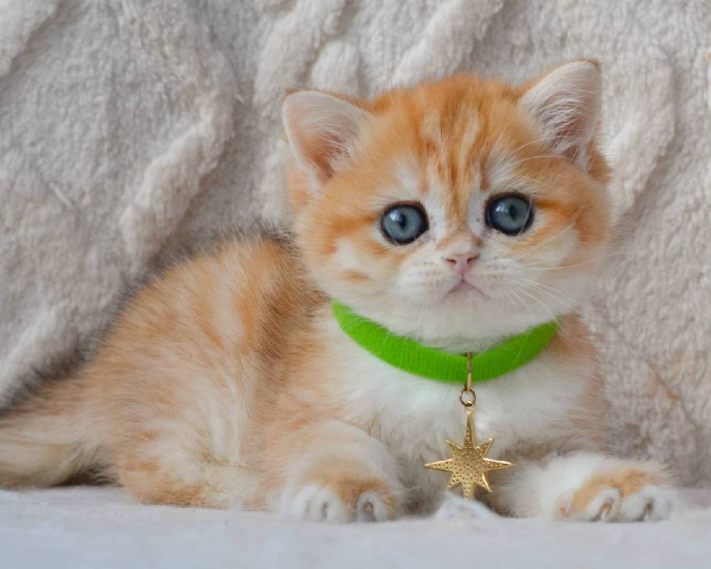 Unlock the Surprising Truth About Yoshi That Every Dog Lover Needs to Know Today!