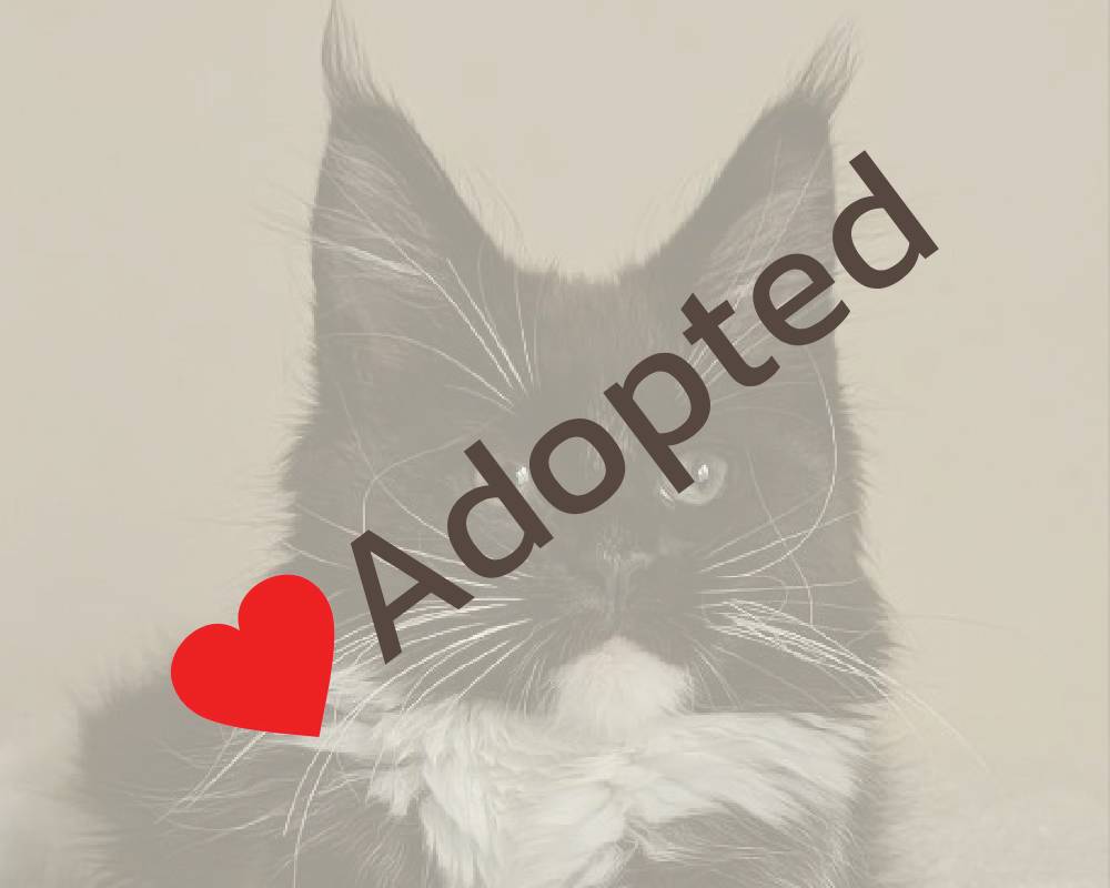 Unlocking Cassiopeia: The Cosmic Key to Transform Your Pet’s Health and Your Workout Routine—Here’s What You Didn’t Know!