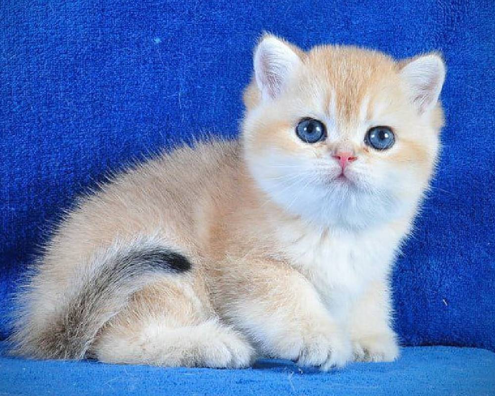 Unlocking Gosha: The Surprising Secret Behind the Fitness Guru’s Unstoppable Energy and Pet Rituals