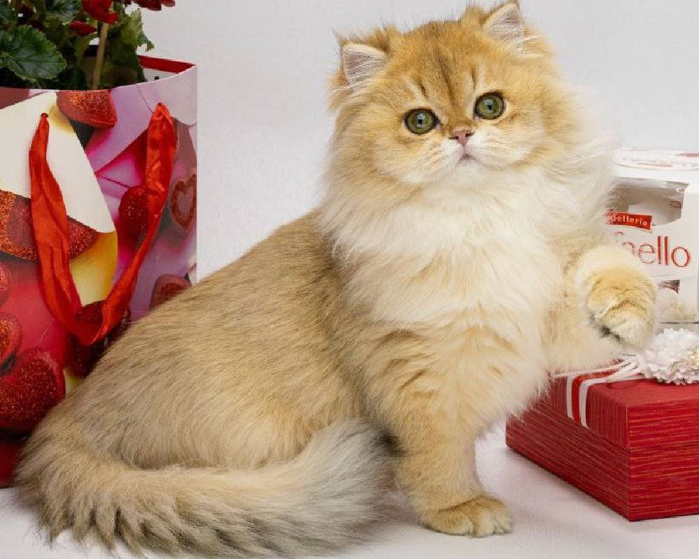 Unlocking Hope: The Surprising Secret That Could Transform Your Life and Your Pet’s Well-Being Forever