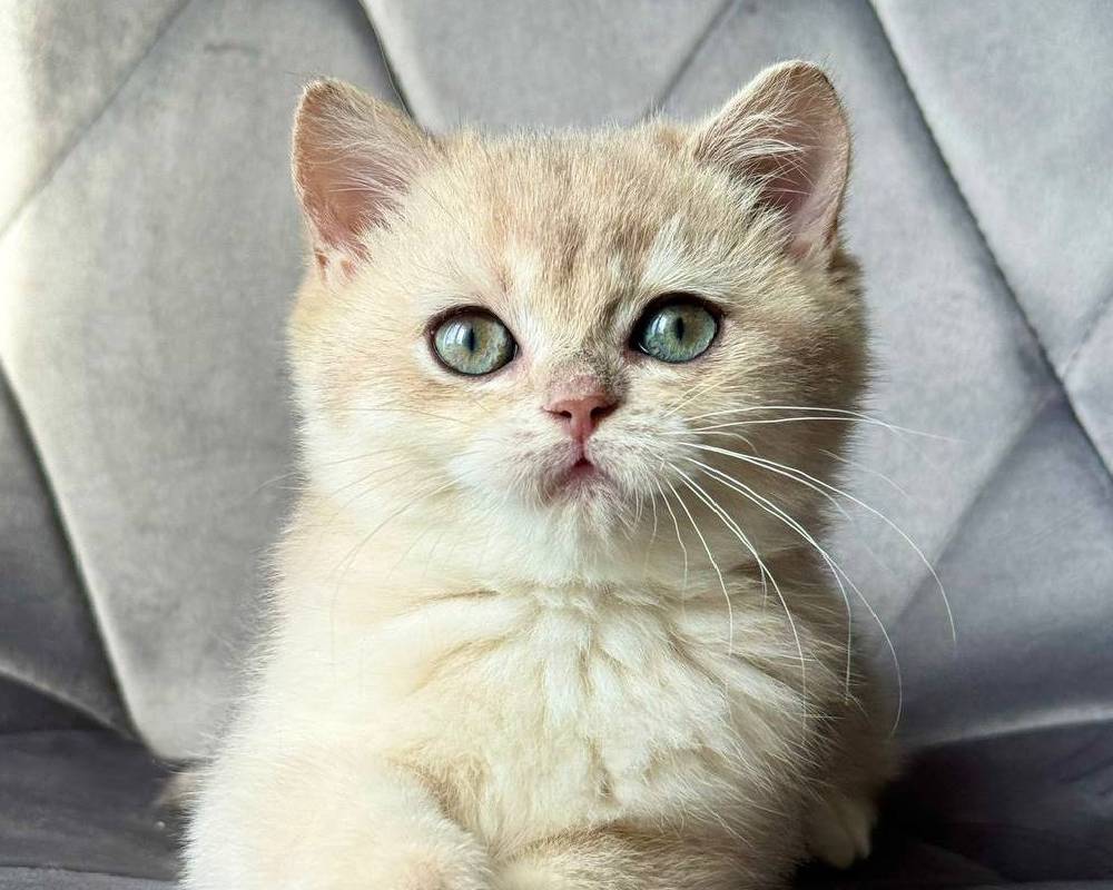 Unlocking Iris: The Surprising Pet Fitness Secret That Could Change Everything You Know About Your Dog’s Health