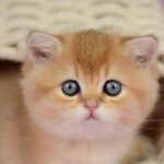 Unlocking the Secret World of Villi: The Tiny Heroes Inside Your Pet’s Gut That Could Transform Their Health Forever!