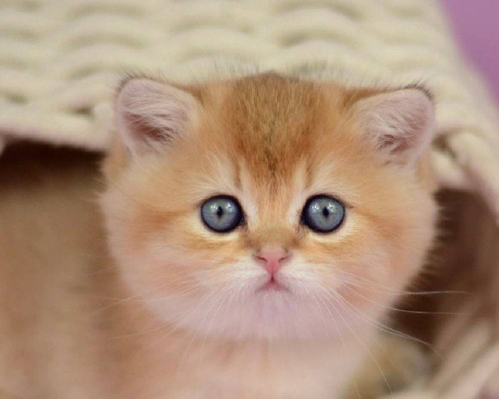 Unlocking the Secret World of Villi: The Tiny Heroes Inside Your Pet’s Gut That Could Transform Their Health Forever!