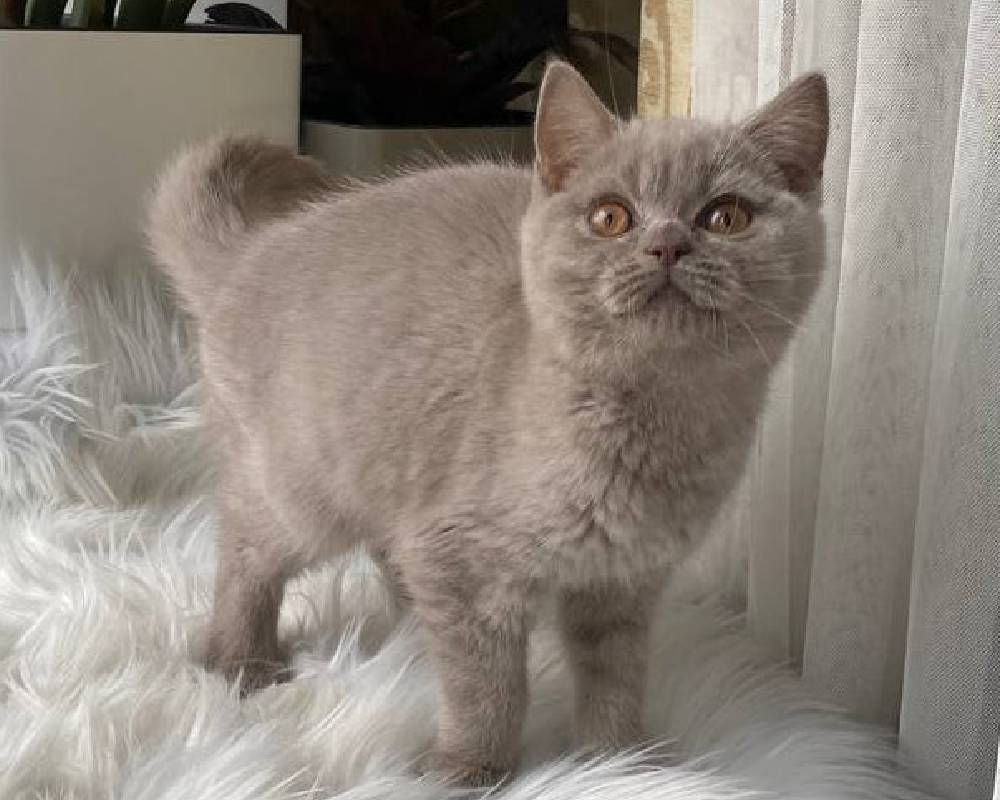 Unlocking Wiski’s Hidden Powers: What Every Pet Owner and Fitness Buff Needs to Know Now