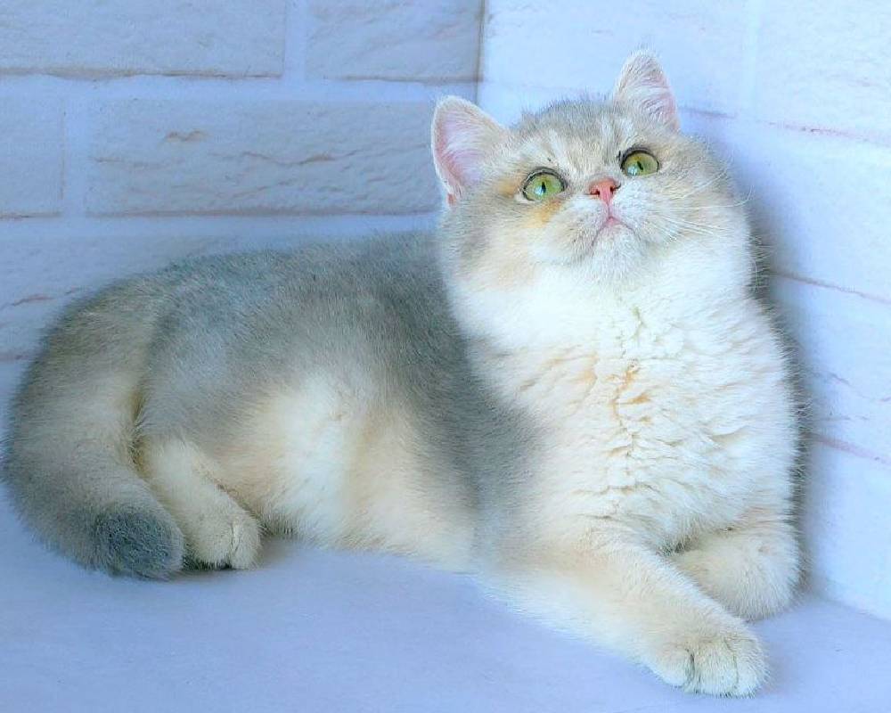 Unveiling Odyssey: The Unexpected Journey That’s Reshaping How We Think About Fitness and Pets Alike