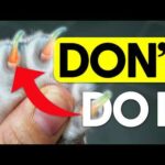 Why You Should NEVER Declaw Your Cat