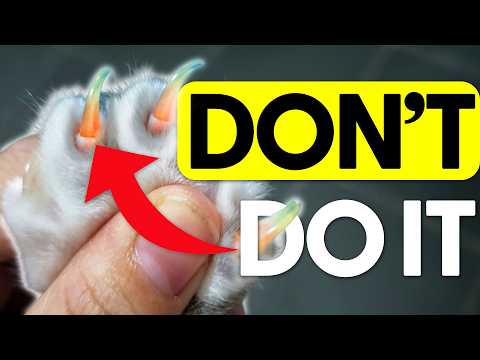 Why You Should NEVER Declaw Your Cat