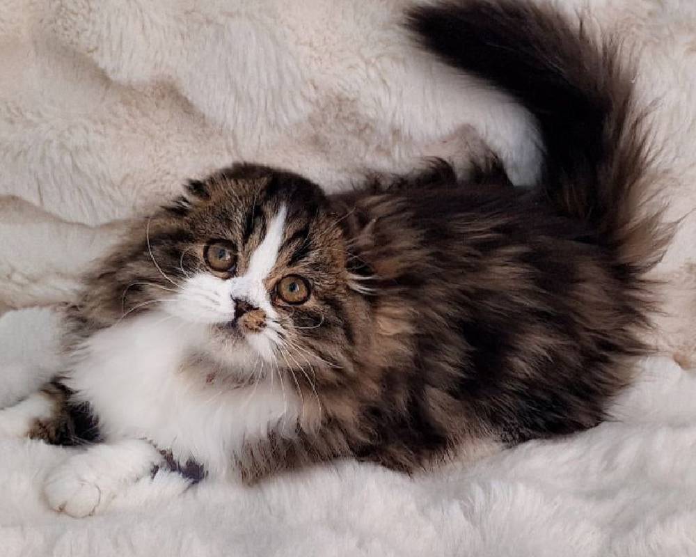 Yves: The Surprising Secret Behind This Fitness Icon’s Unstoppable Energy and Why Pet Lovers Are Talking About It