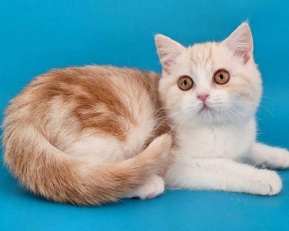 Zan: The Surprising Secret That Could Skyrocket Your Pet’s Health and Energy Overnight