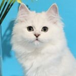 Zara’s Secret Edge: What Every Fitness Lover and Pet Parent Needs to Know Now