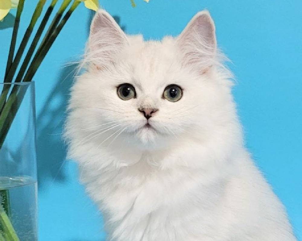 Zara’s Secret Edge: What Every Fitness Lover and Pet Parent Needs to Know Now