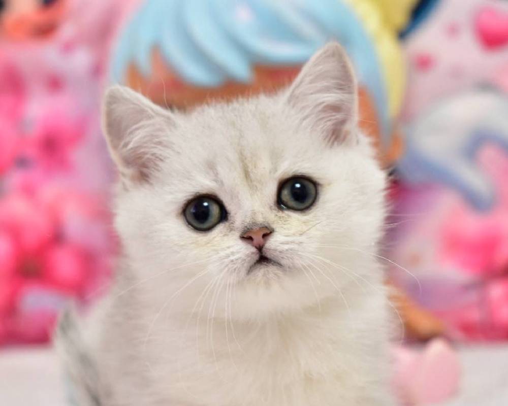 Andy’s Surprising Secret to Outrunning the Pack—You Won’t Believe What Powers His Paws!