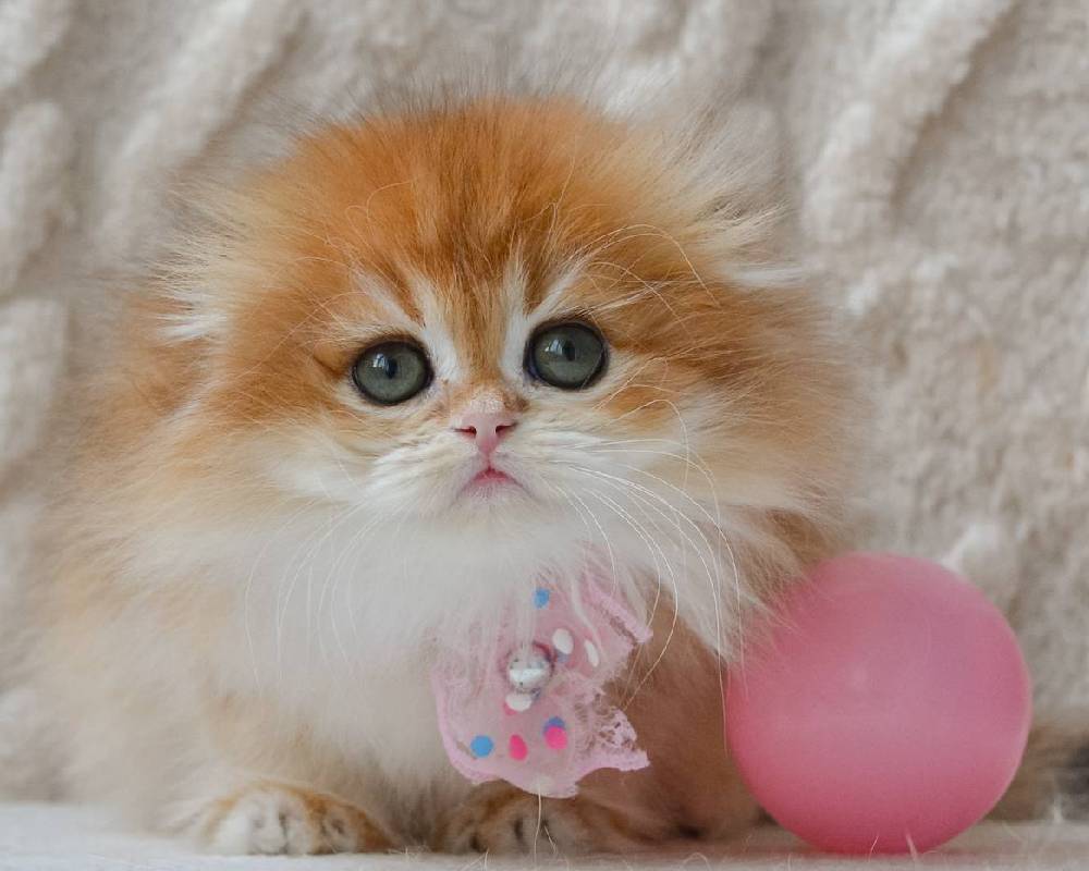 Ariana’s Surprising New Passion That’s Shaking Up the Fitness and Pet Worlds—You Won’t Believe What It Is!