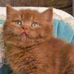 Baksik: The Ancient Korean Sweet Treat That’s Secretly Supercharging Your Health—Here’s How!