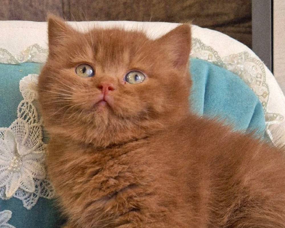 Baksik: The Ancient Korean Sweet Treat That’s Secretly Supercharging Your Health—Here’s How!