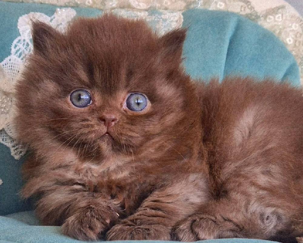 Baron: The Mysterious Title Behind Power, Prestige, and Paw-some Secrets You Didn’t Know