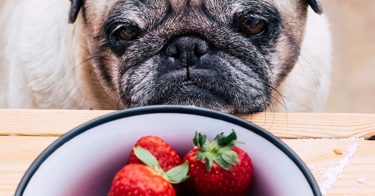 Could Strawberries Be the Surprising Super Snack Your Dog Secretly Needs?