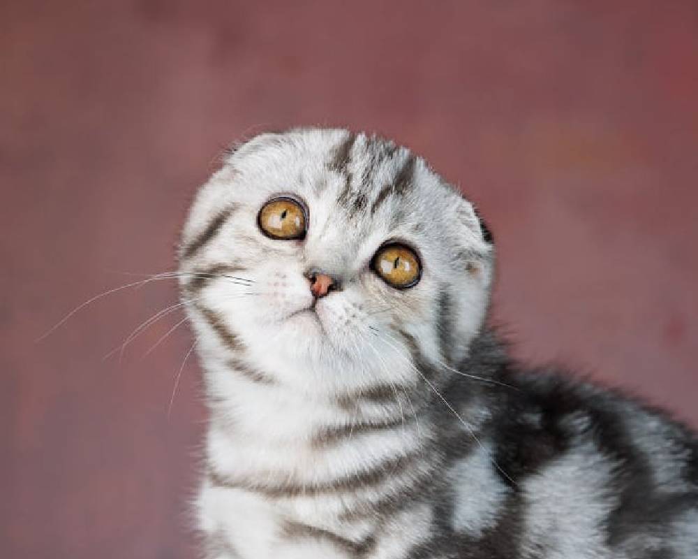 Discover Rufus: The Unexpected Canine Wonder Transforming Fitness and Furry Friend Bonds Like Never Before!