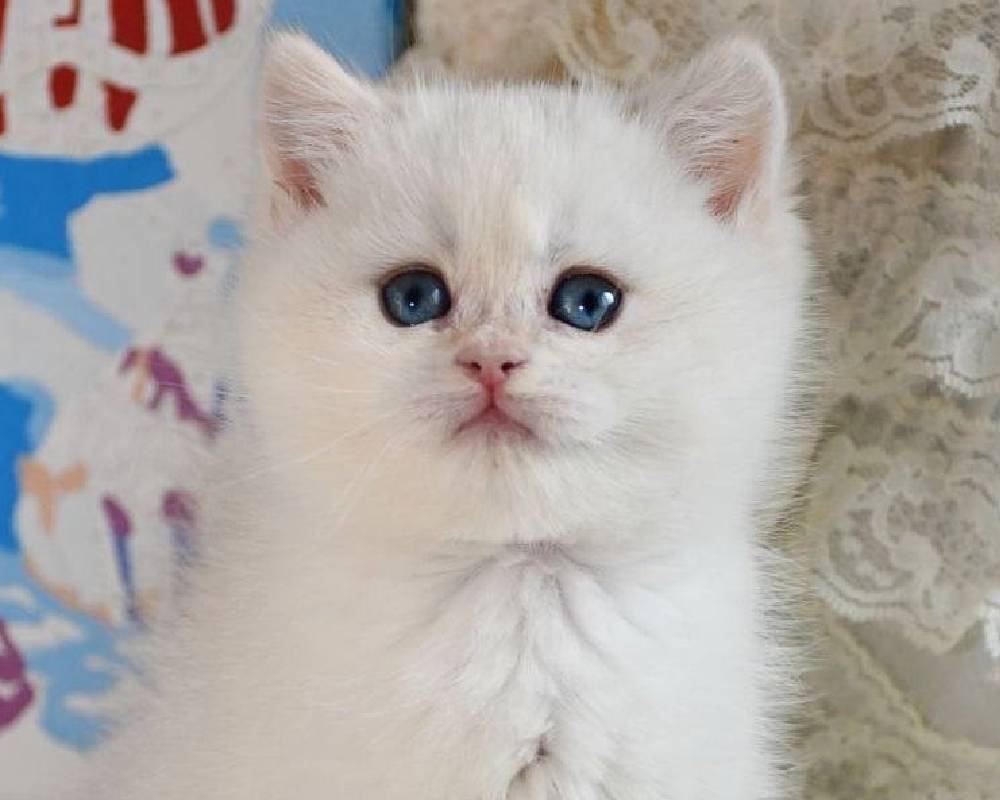 Discover the Secret Behind Nala’s Unbelievable Transformation That Every Dog Owner Needs to Know!