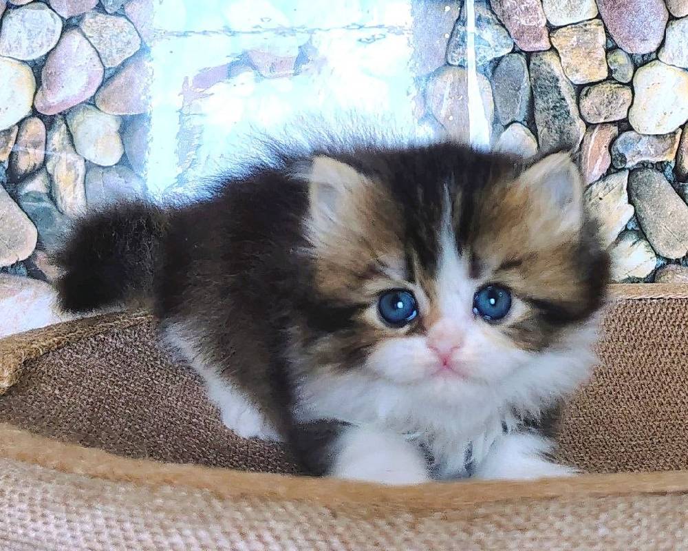 Discover the Surprising Secret Behind Rokki That’s Changing the Game for Pet Owners Everywhere!