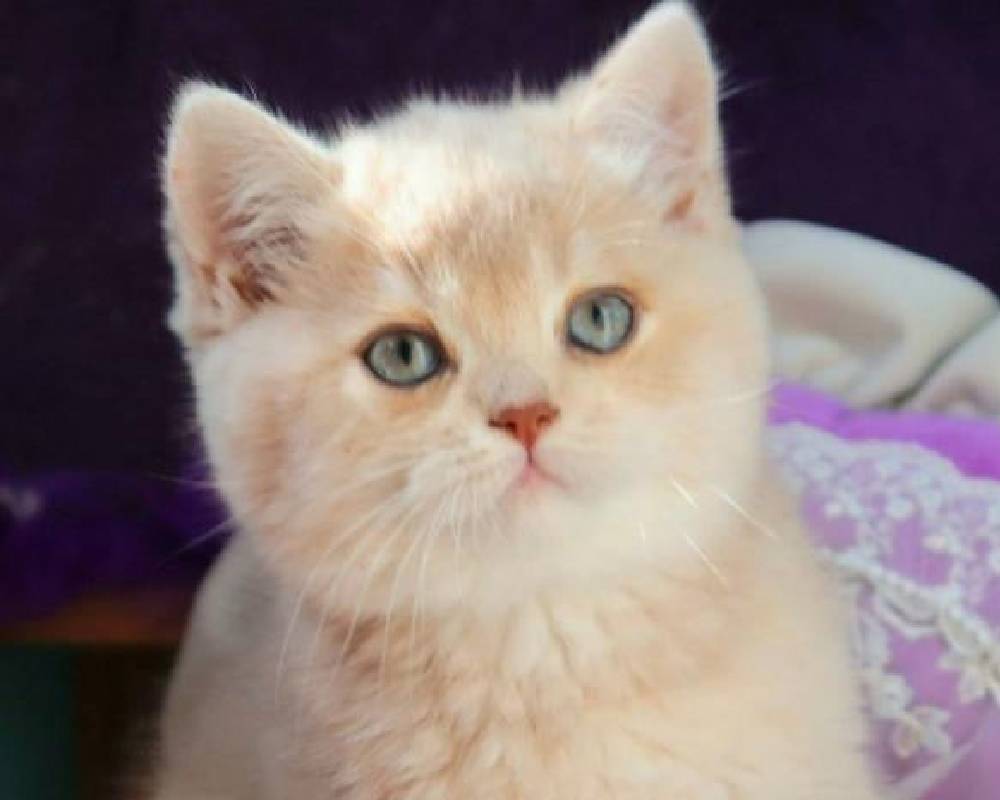 Discover the Surprising Secret Behind the Pion’s Power That Every Pet Owner Needs to Know!