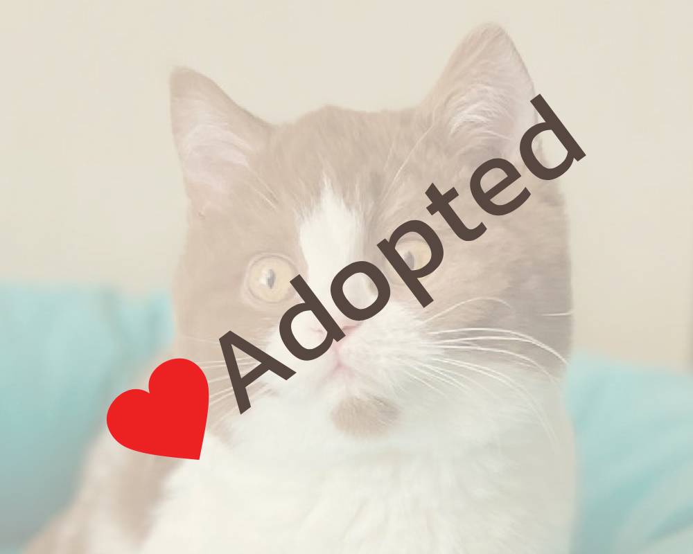 Dzham: The Surprising Secret Behind This Fitness Trend That’s Taking Pet Owners by Storm