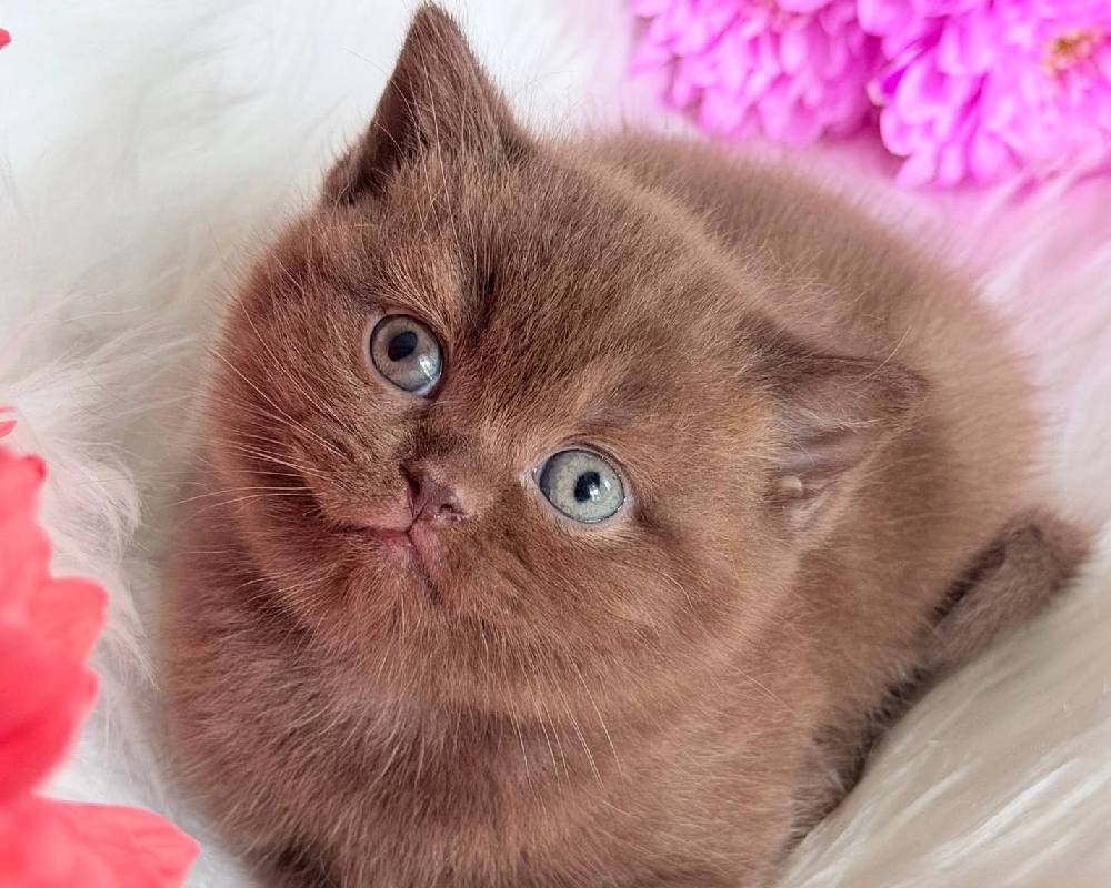 Emma’s Secret Training Trick That Transformed Her Dog’s Behavior Overnight—And Why You Need to Try It Now